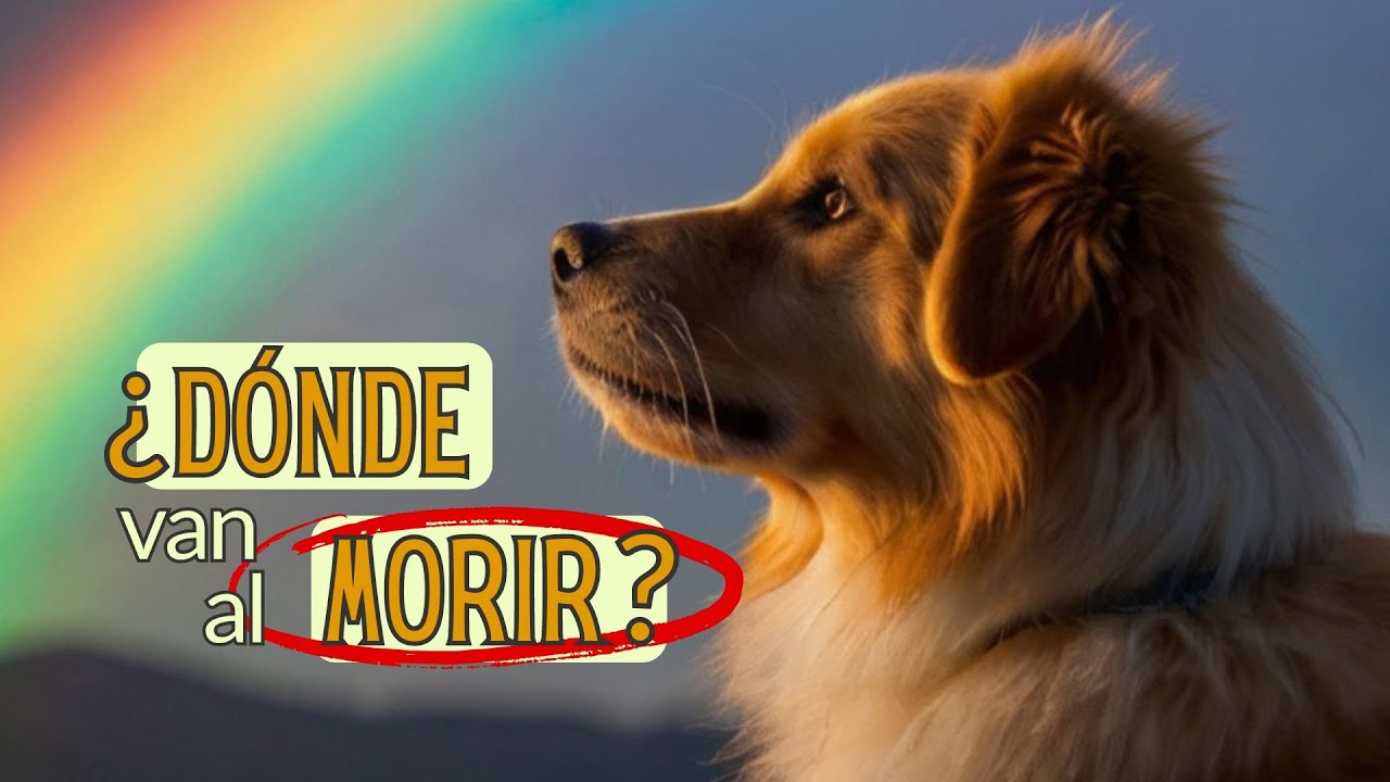 a donde va el alma de un perro cuando muere