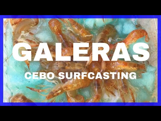 cómo poner una galera en el anzuelo