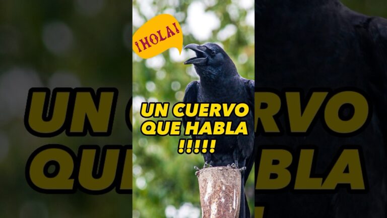 como se llama el sonido que hacen los cuervos