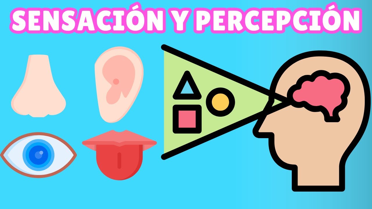 concepto de sensacion y percepcion en psicologia