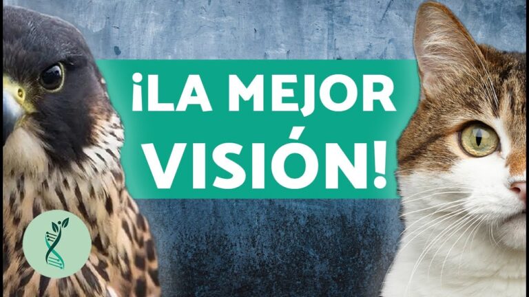 cual es el animal con mejor vista