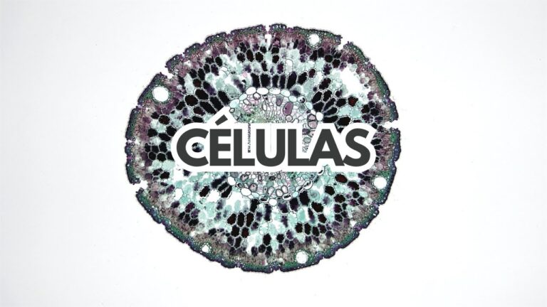 cual es la base de la vida