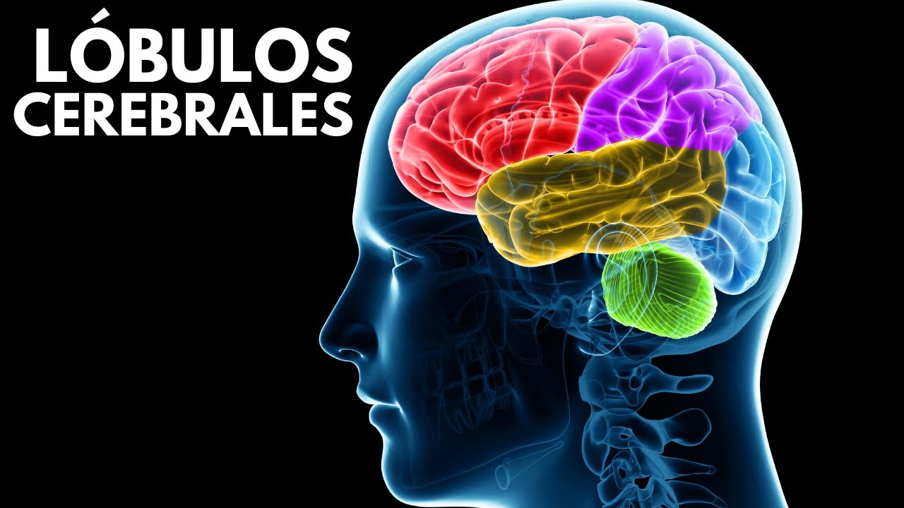 cual es la parte racional del cerebro