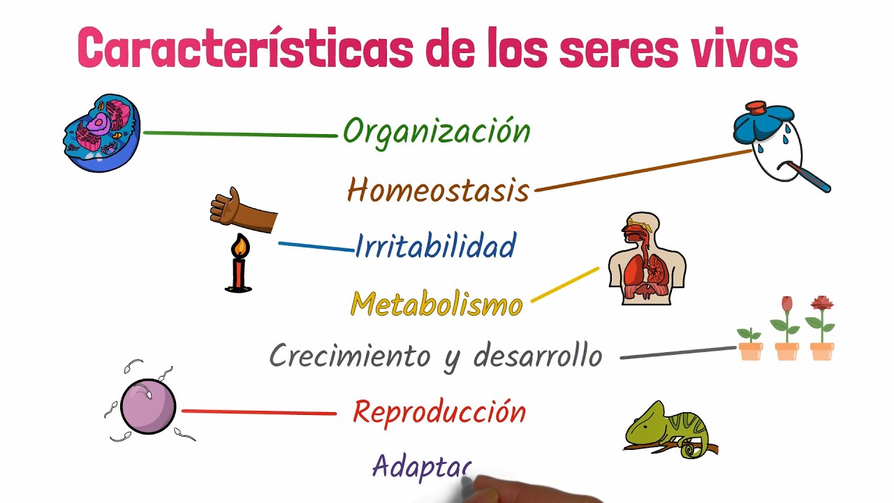 cuales son las caracteristicas de los primeros seres vivos