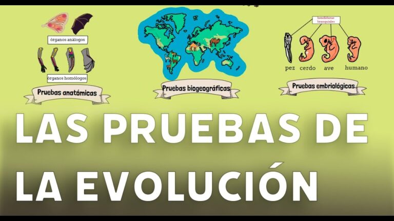 cuales son las pruebas de la evolucion