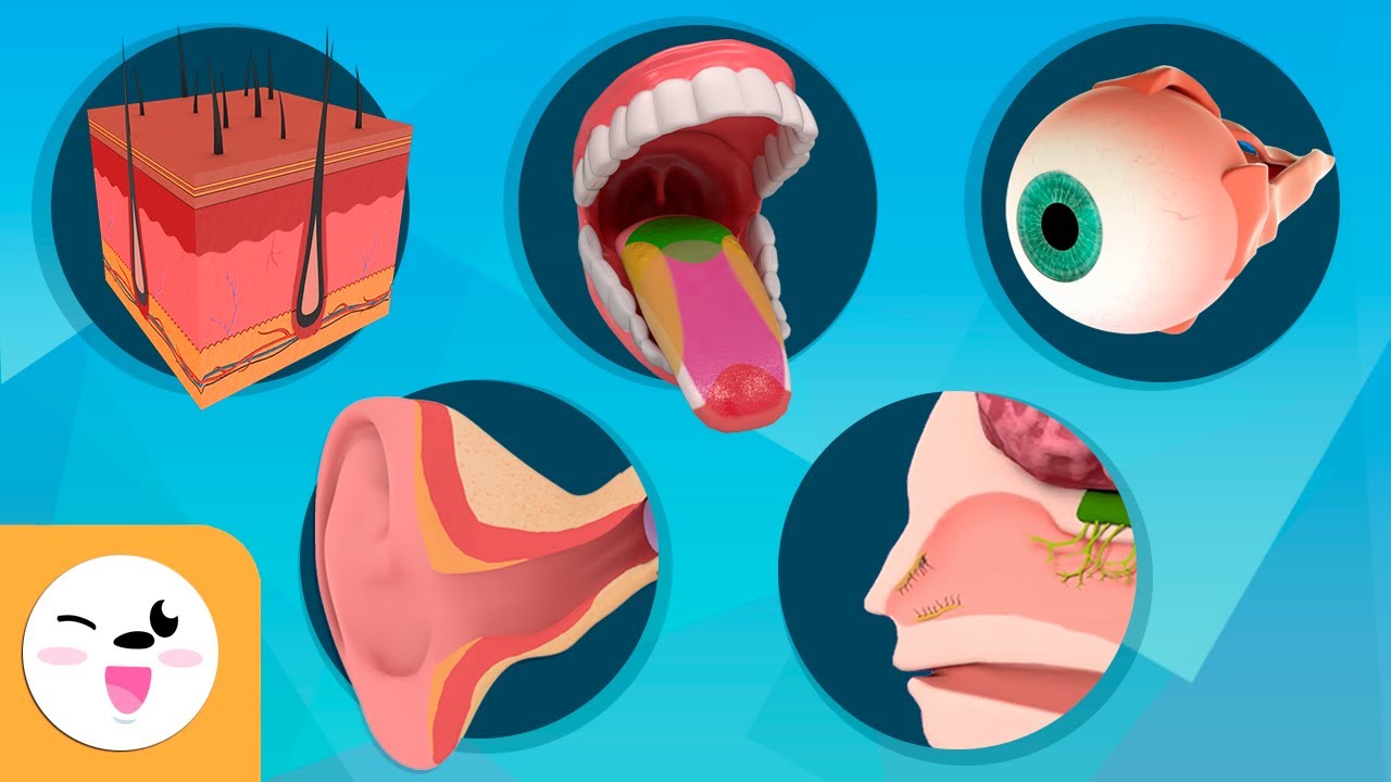 cuales son los 5 sentidos y sus funciones