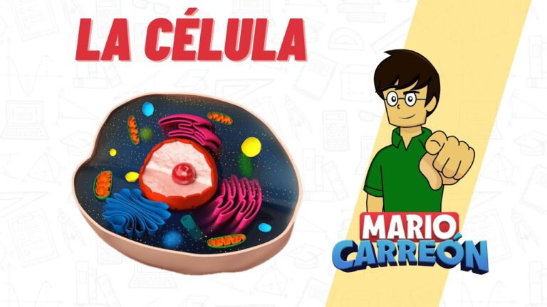 cuales son los elementos de la celula