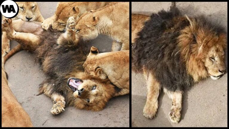 cuantas veces hace el amor un leon