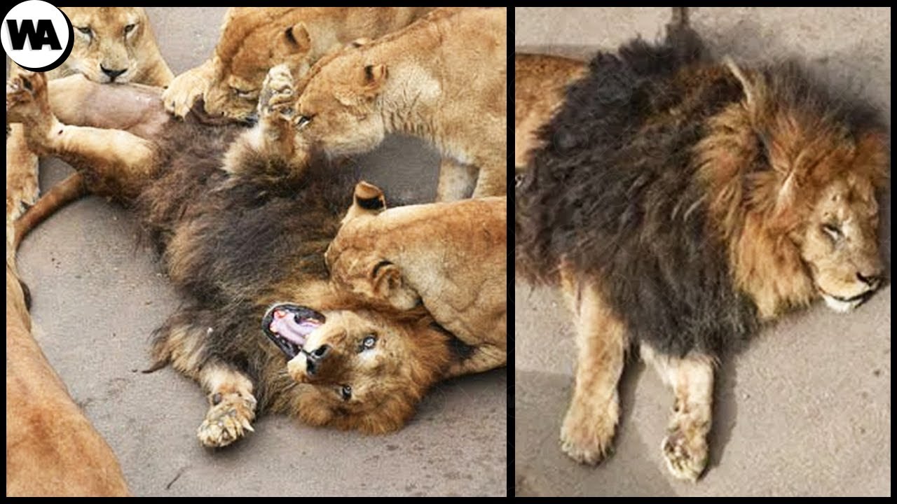 cuantas veces hace el amor un leon