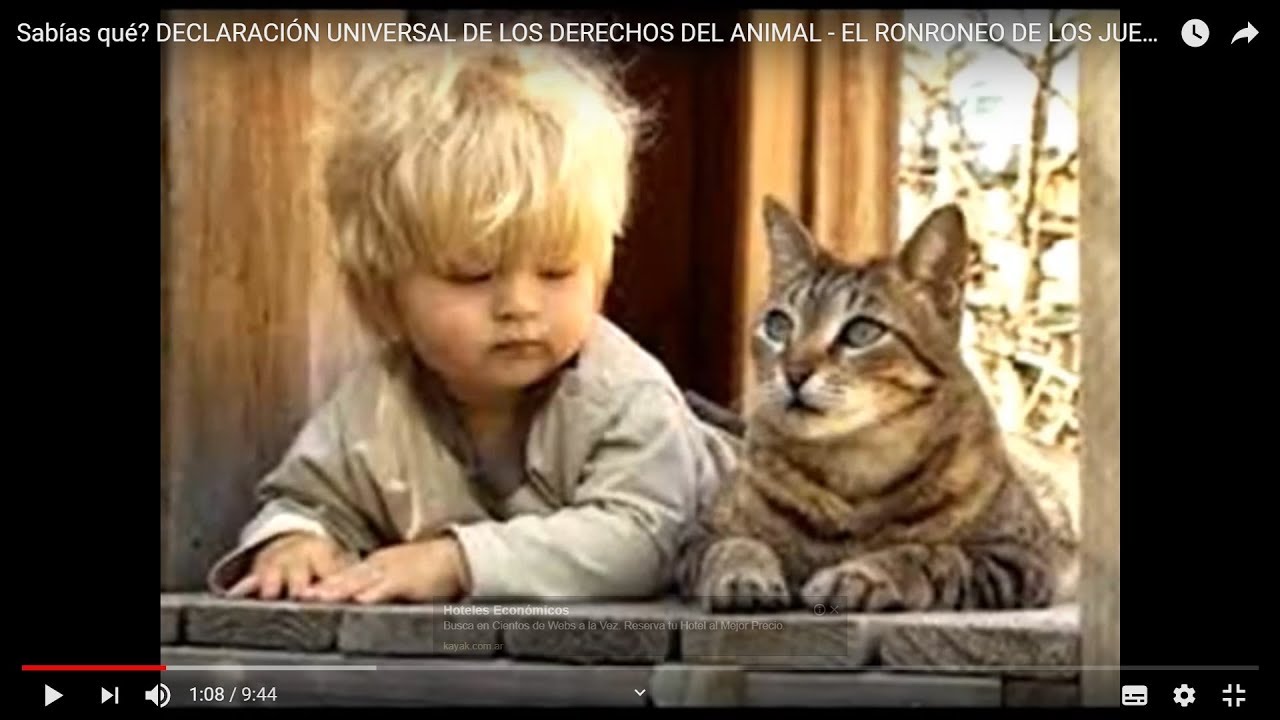 declaracion universal de los derechos de los animales unesco 1978