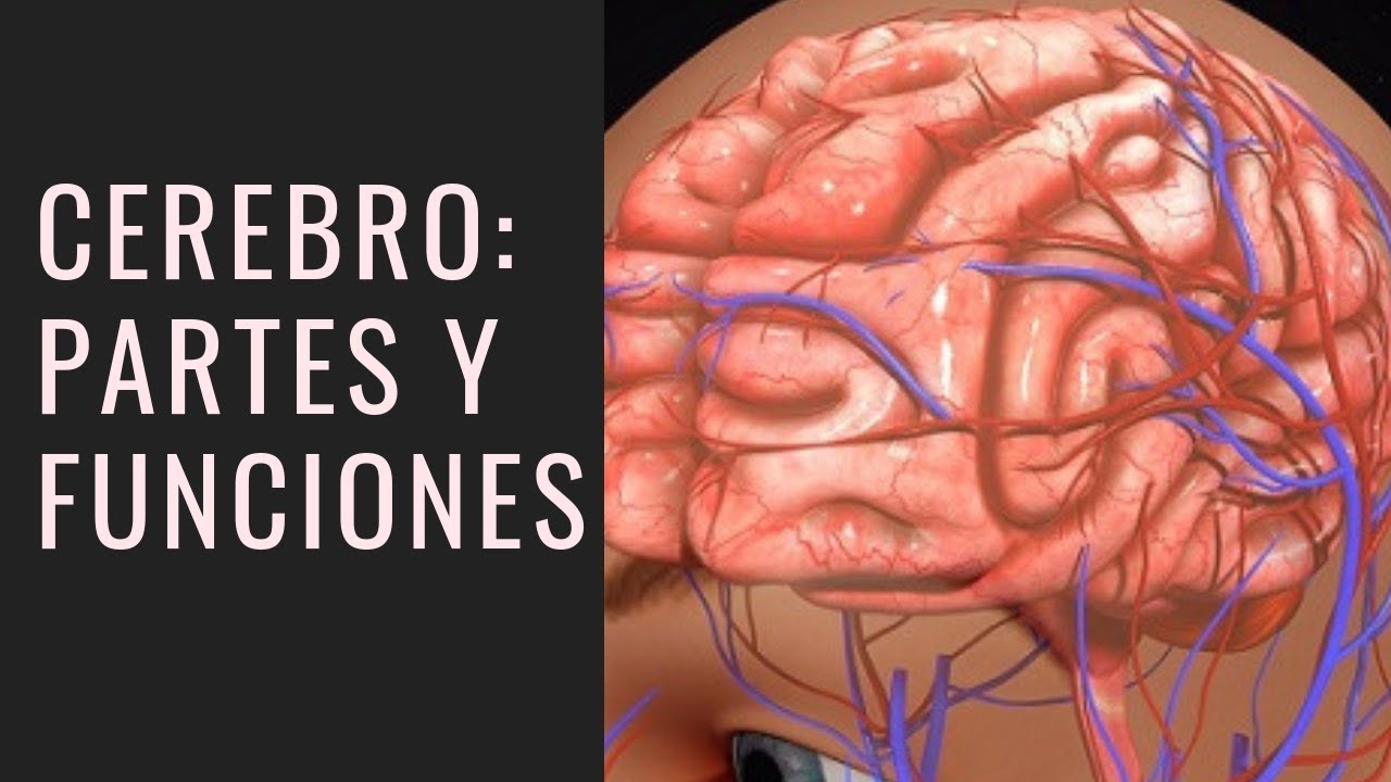 definicion de las partes del cerebro humano