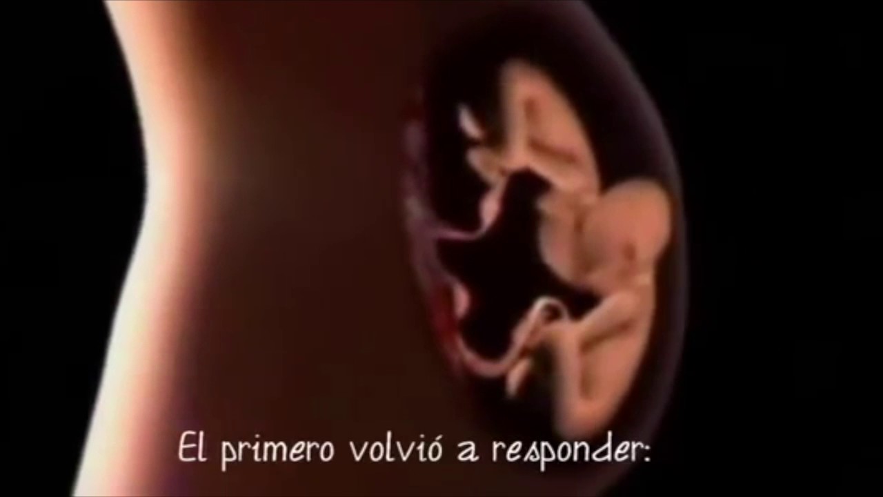 dialogo entre dos bebes en el vientre materno