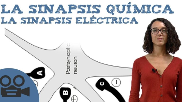diferencias y semejanzas entre sinapsis quimica y electrica