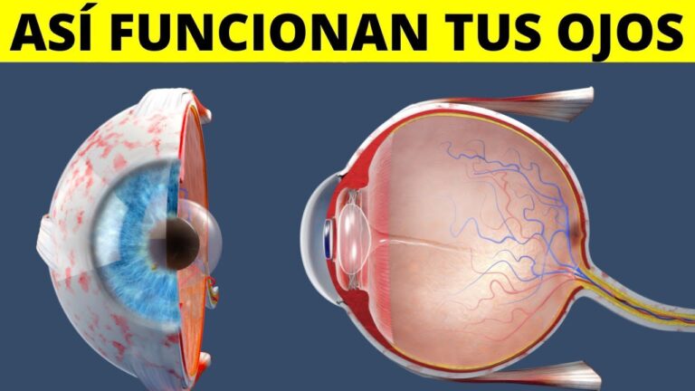 el ojo y el sentido de la vista
