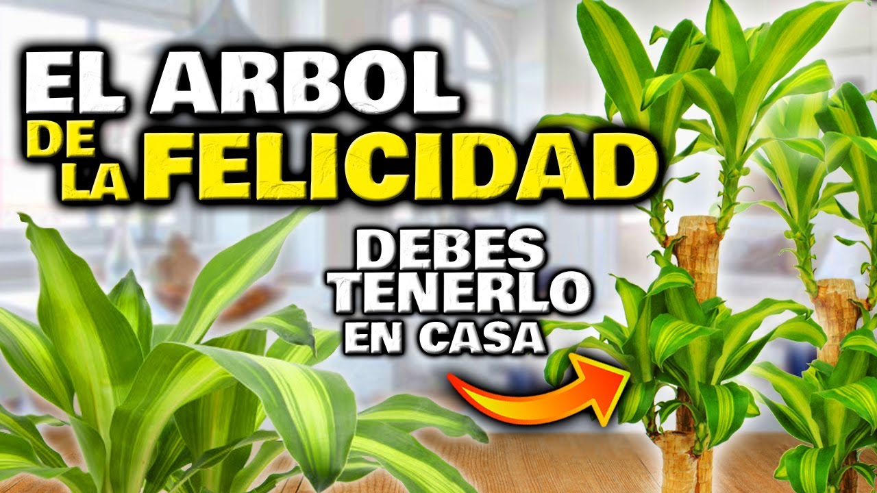 el palo de la felicidad para que sirve