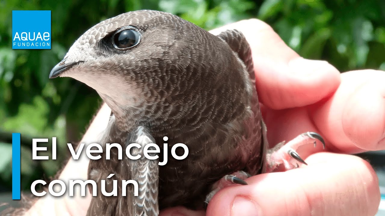 el sueño de los vencejos antonio moreno