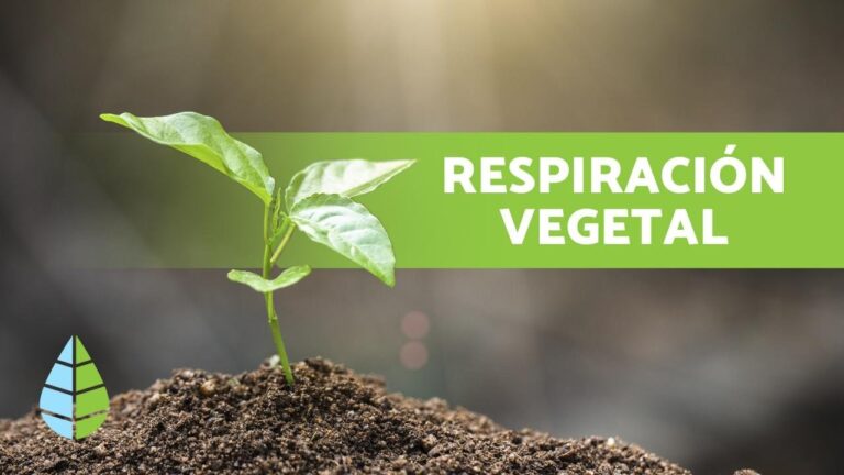 en que parte de la planta se realiza la respiracion