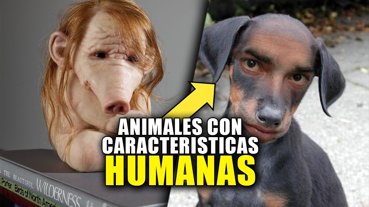 en que se parecen los humanos a los animales