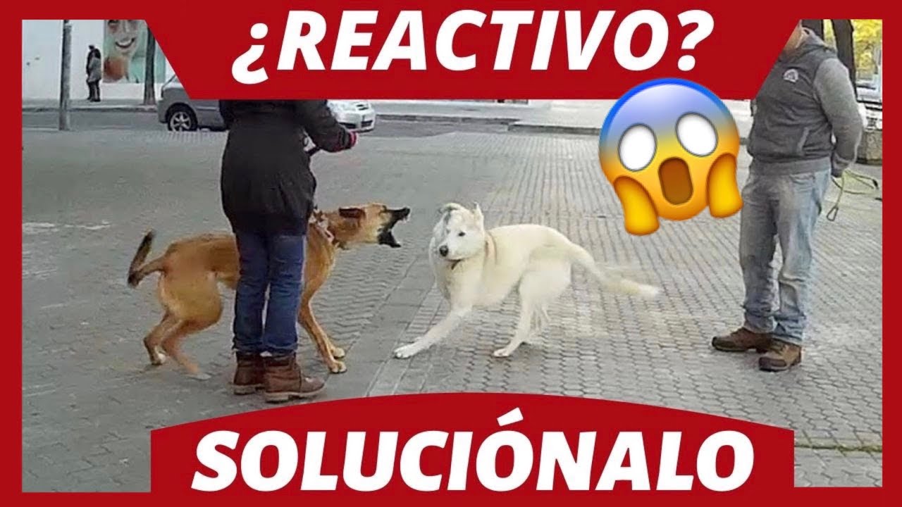 entender y rehabilitar a tu perro reactivo