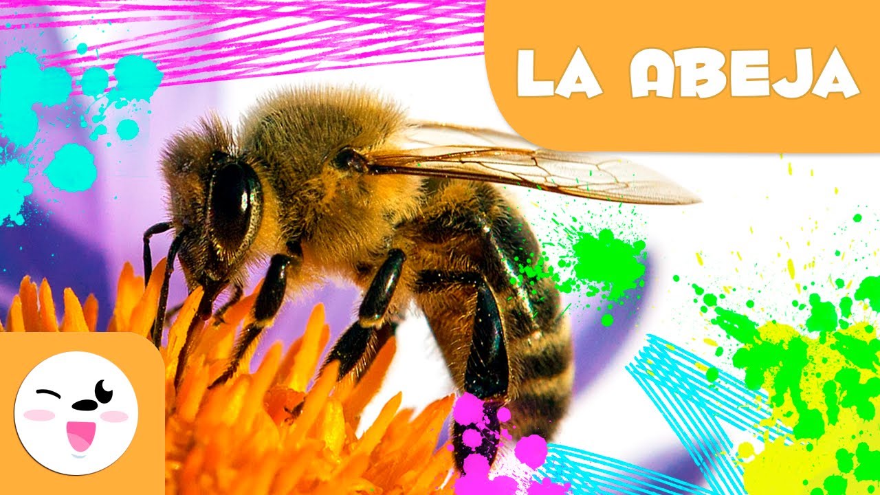 explicacion de la vida de las abejas para niños