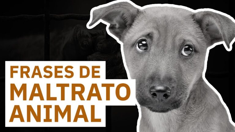 frases sobre el maltrato a los animales