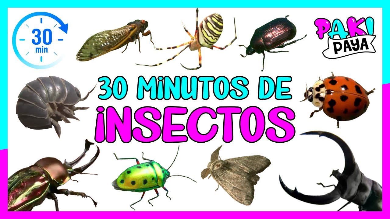 insecto coleoptero pentamero muy nocivo para las plantas
