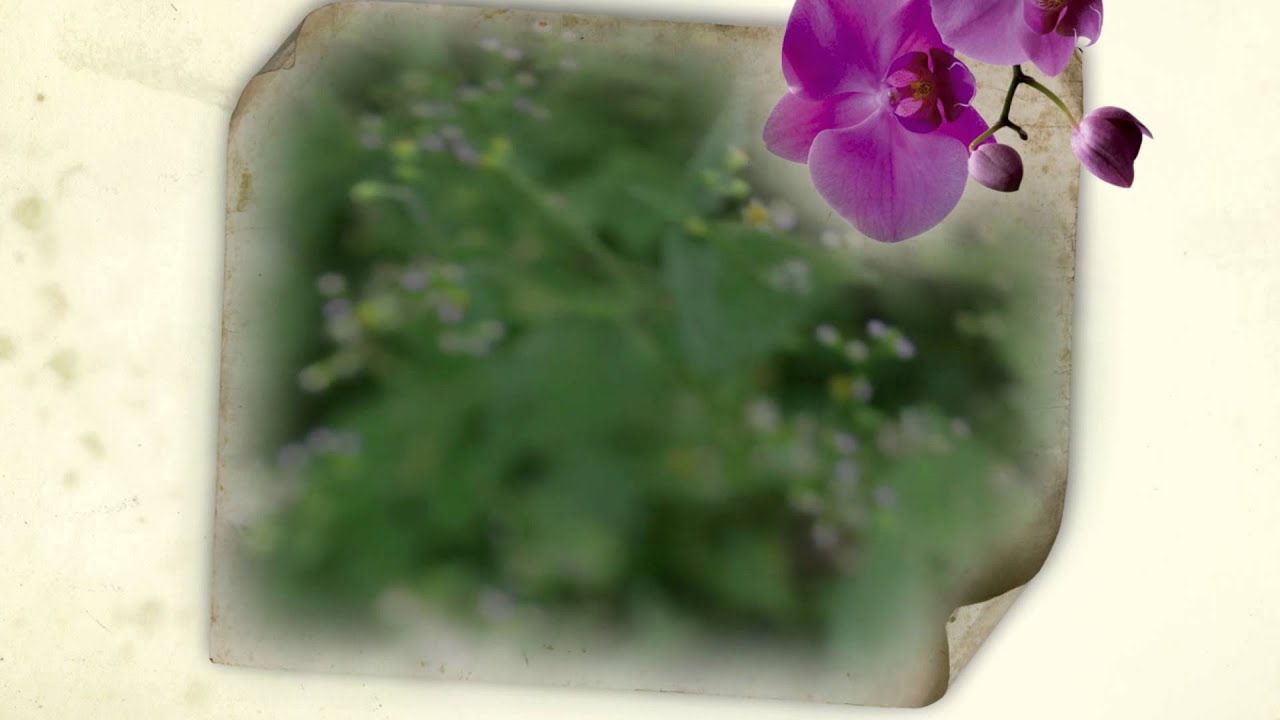 jardín de la luz de la luna