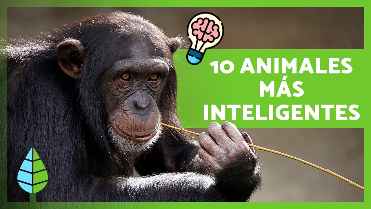 los animales mas inteligentes del reino animal