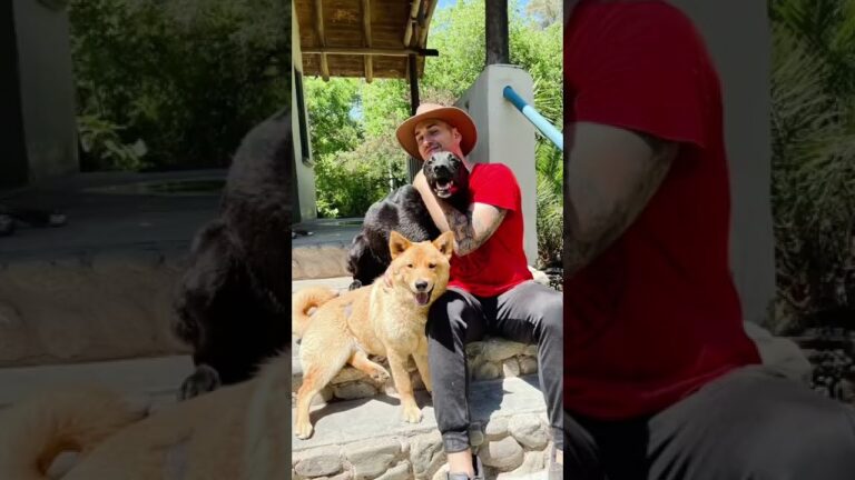 los animales son parte de la naturaleza