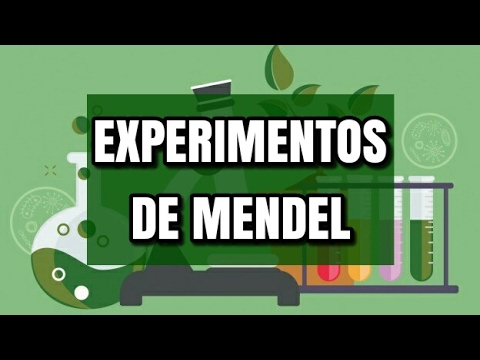 los experimentos de mendel y la genetica