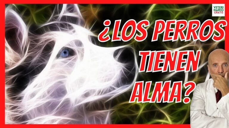 los perros tienen alma segun la biblia