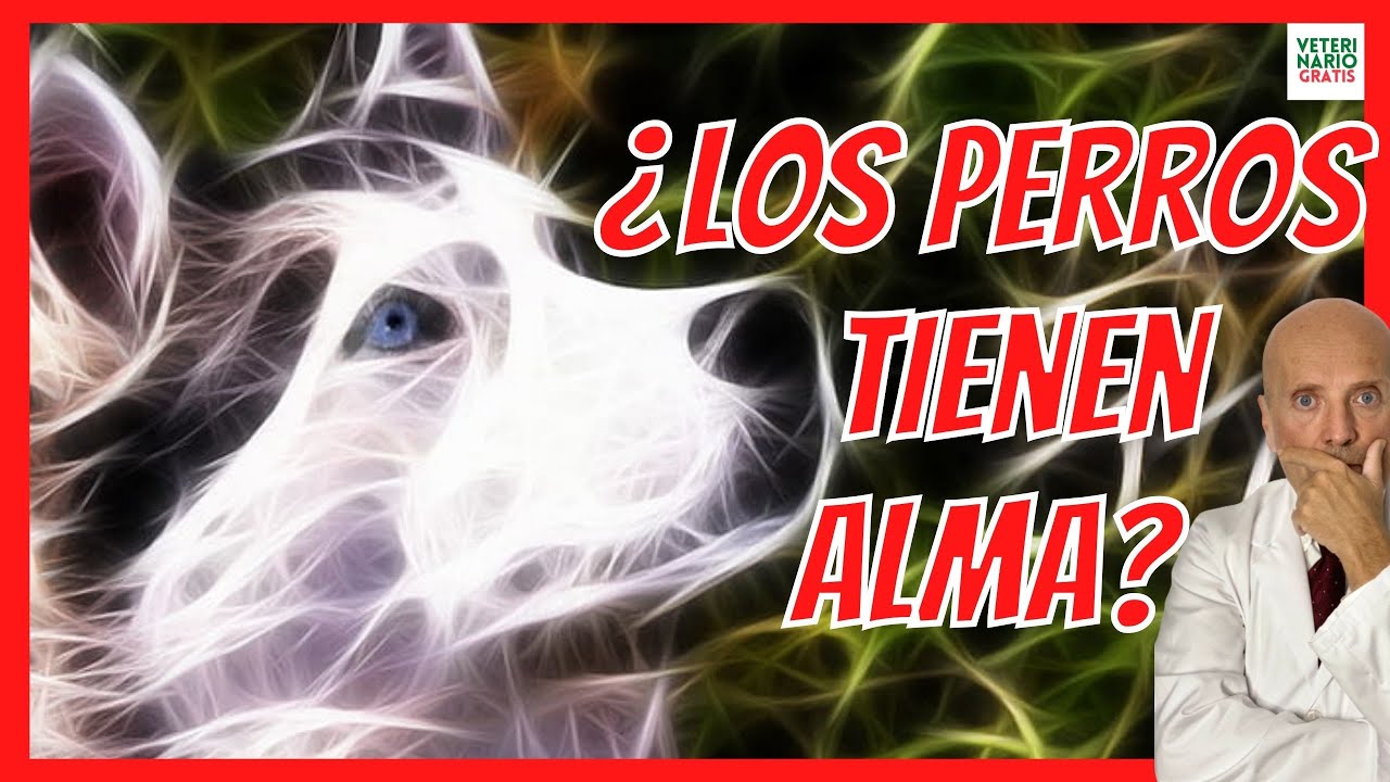 los perros tienen alma segun la biblia