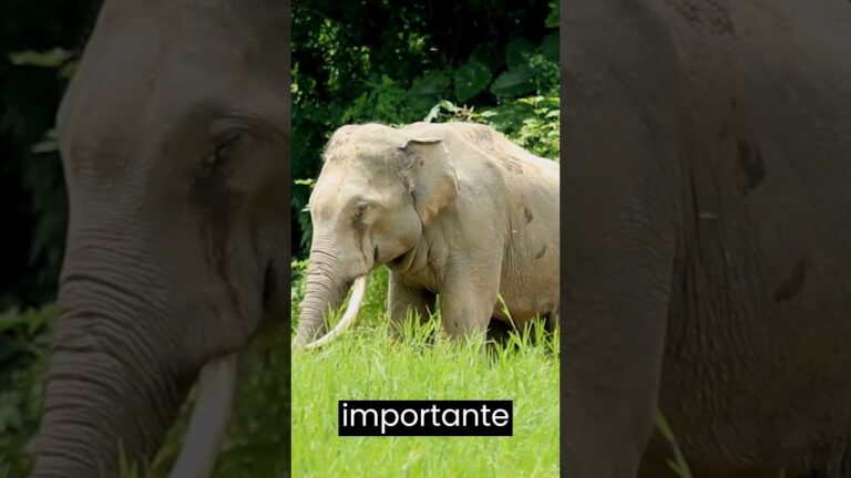 nombres de animales que designan cualidades humanas