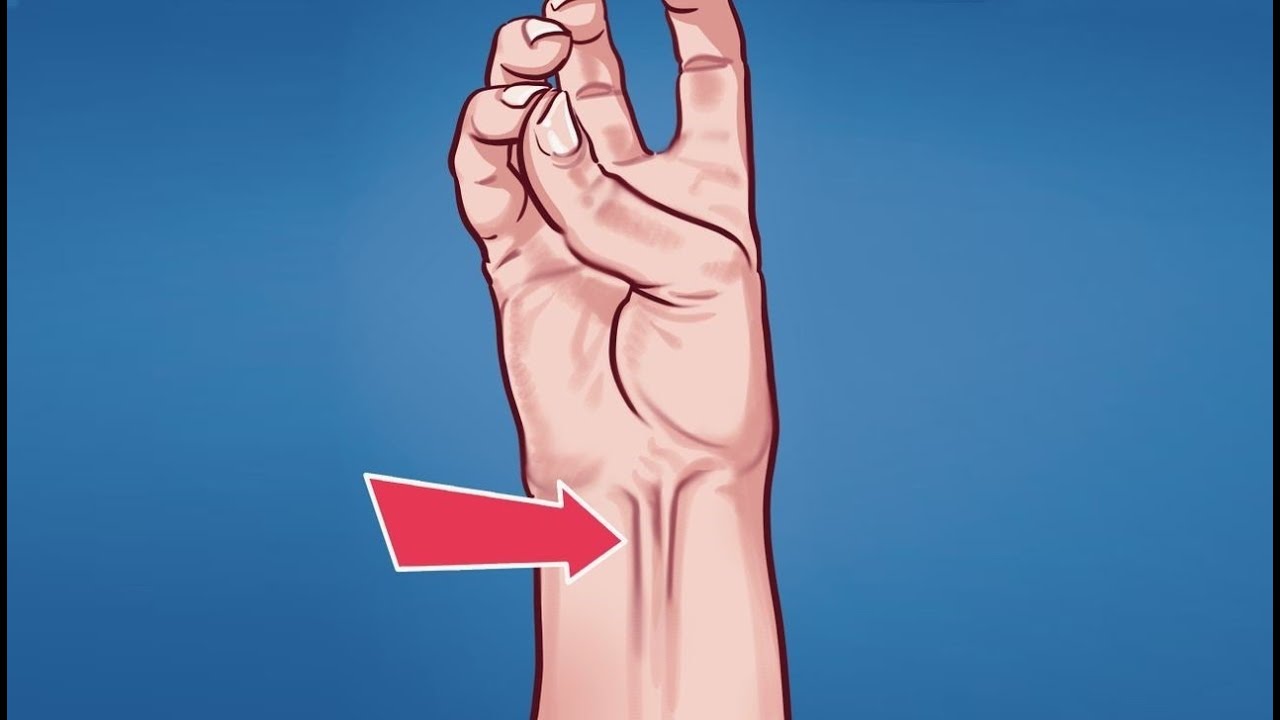 organo del cuerpo que no sirve para nada