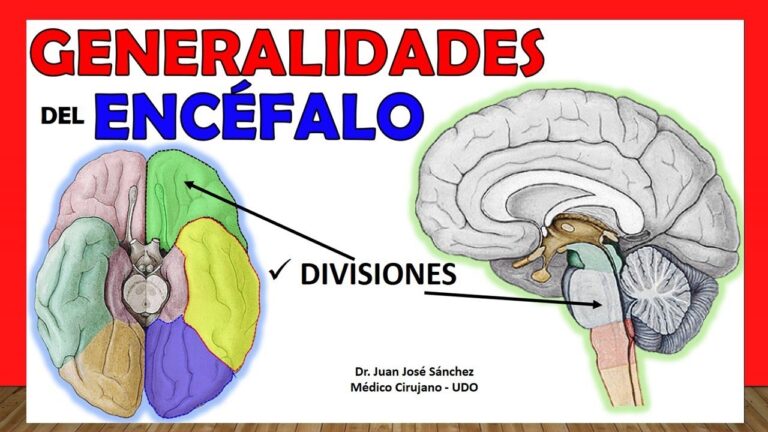 parte del encefalo situado en la base del cerebro