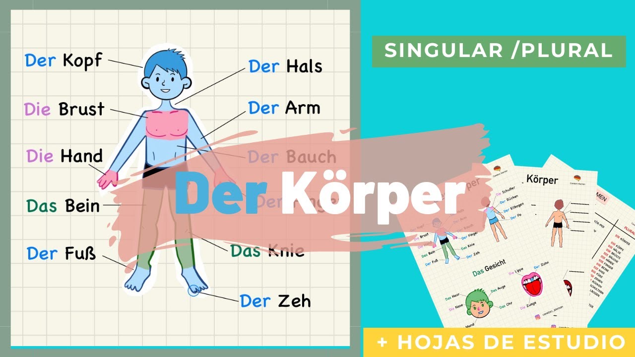 partes del cuerpo en aleman para niños