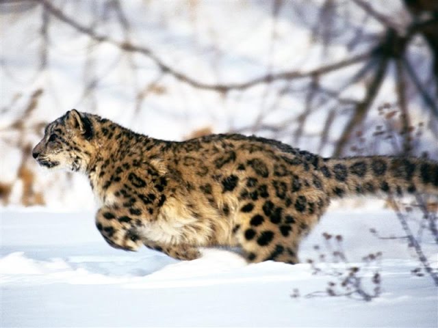 peter matthiessen el leopardo de las nieves