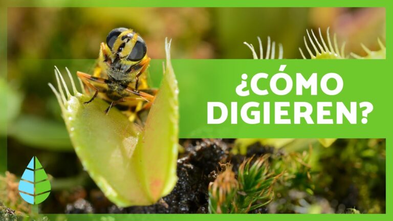 proceso de nutricion de las plantas carnivoras