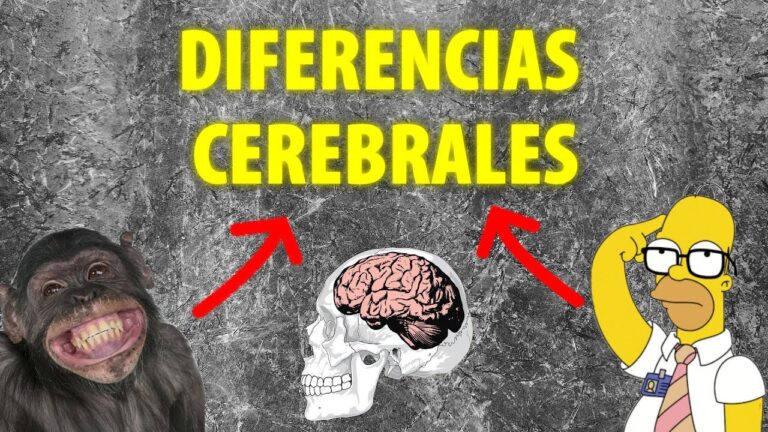 que diferencia hay entre el cerebro humano y animal