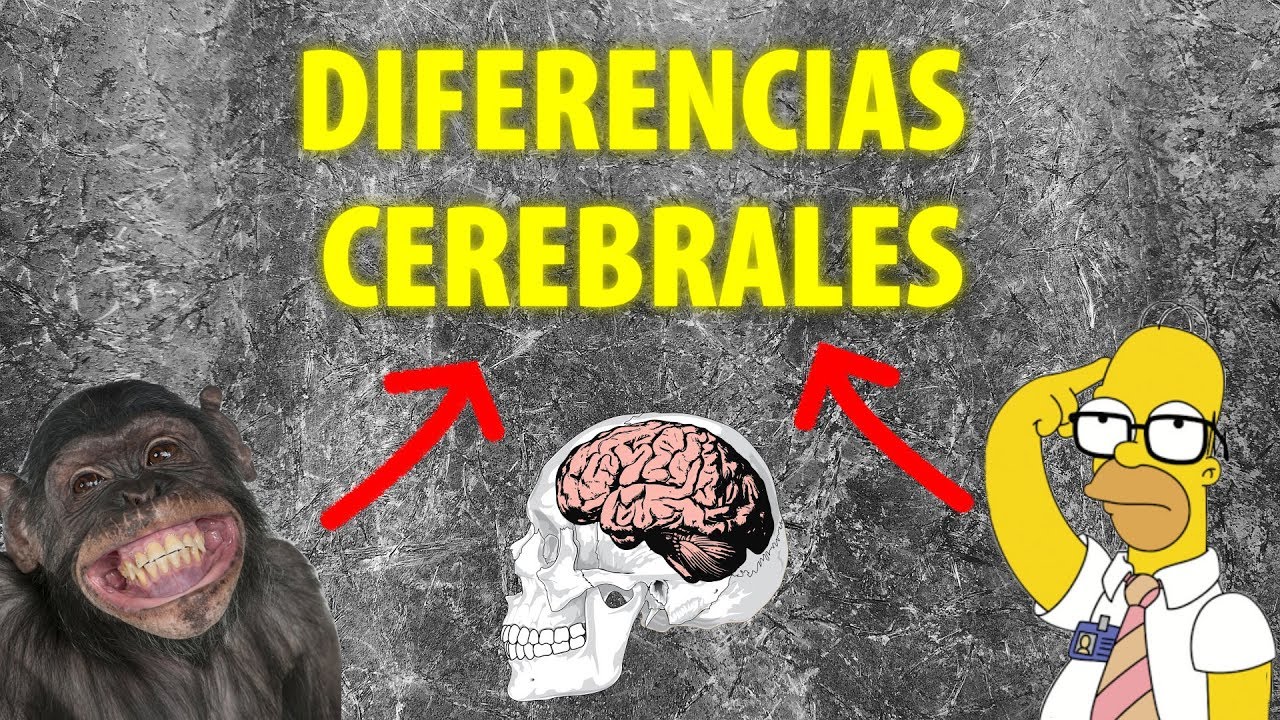 que diferencia hay entre el cerebro humano y animal
