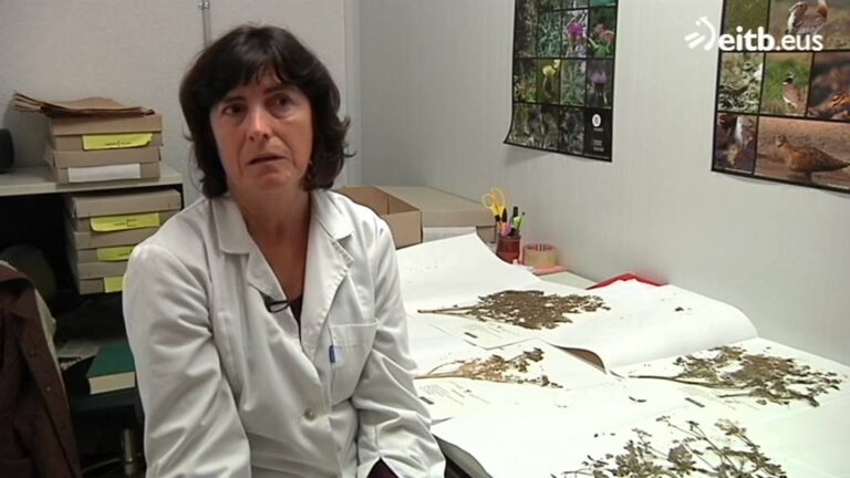 que es la cicuta y para que sirve