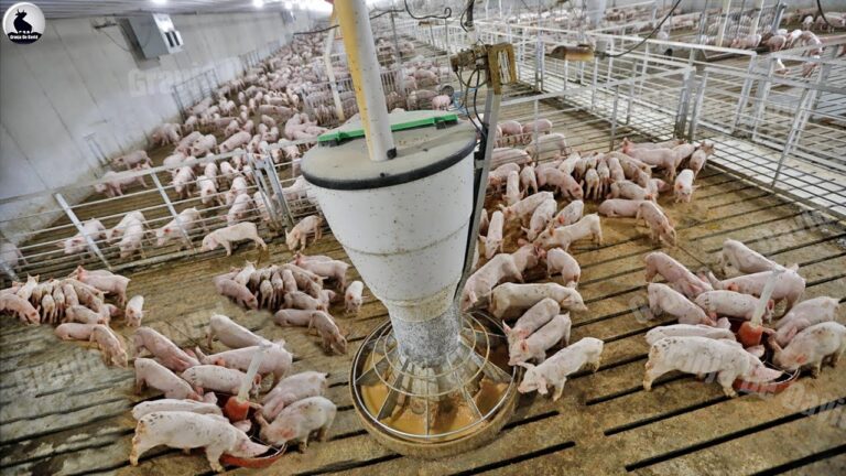 que hace el cerdo en la granja