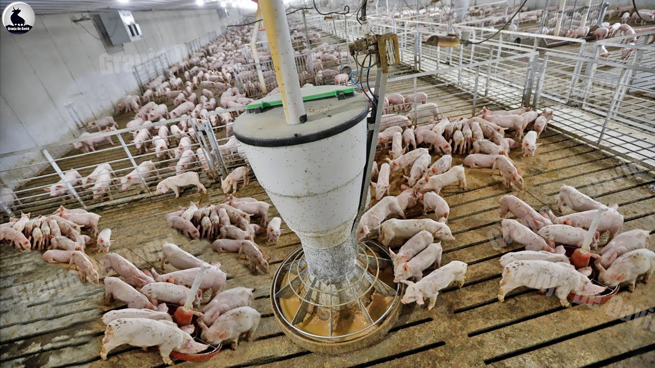 que hace el cerdo en la granja