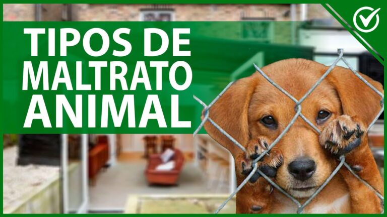 que pasa si maltratas a un animal