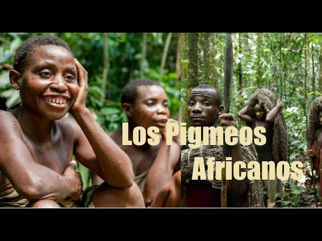 que pertenece a una raza africana de baja estatura
