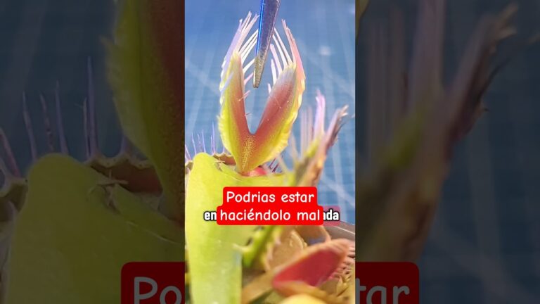 que significado puede tener la existencia de plantas carnivoras