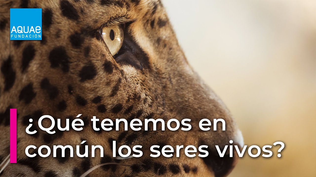 que tenemos en comun los seres vivos