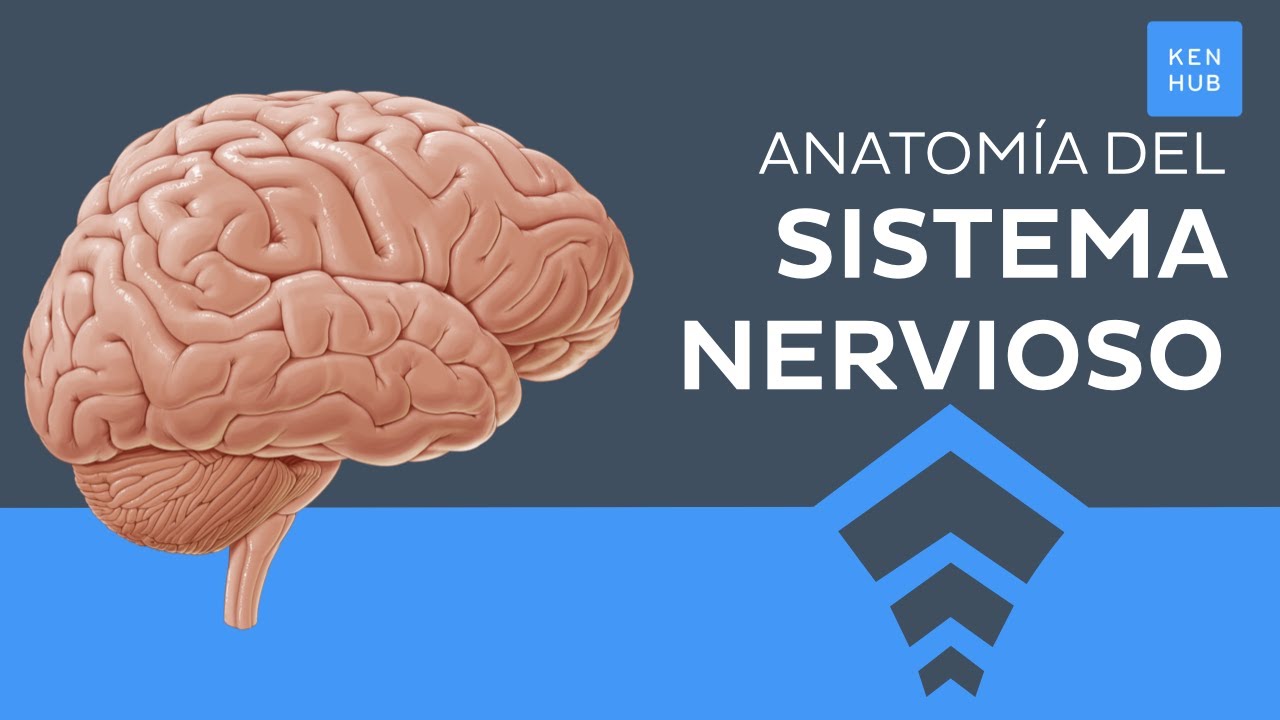sistema nervioso del ser humano y sus funciones