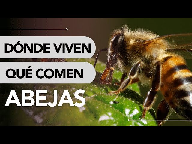 un lugar que pueda habitar la abeja